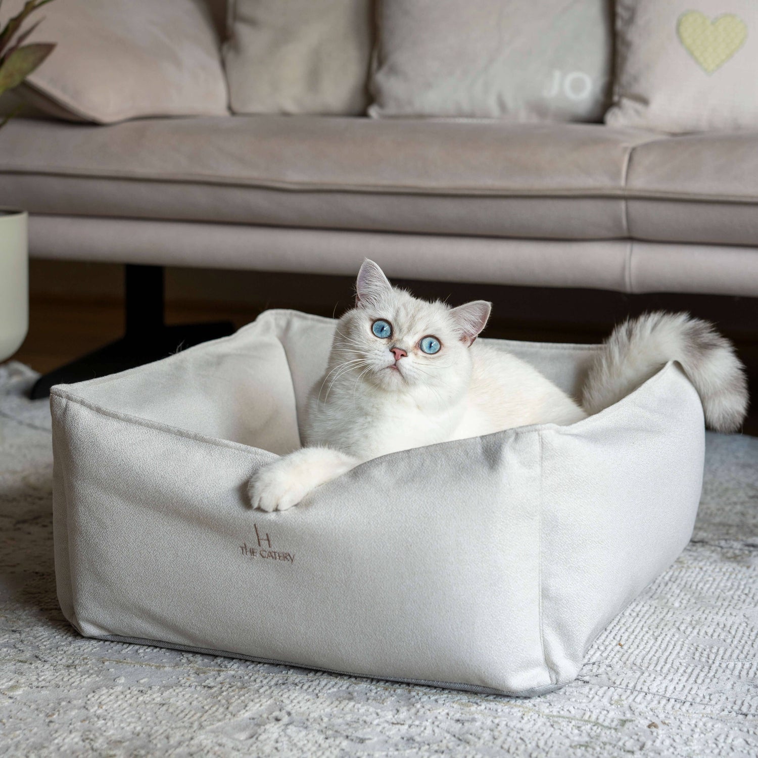 Kattenmanden - en kussens