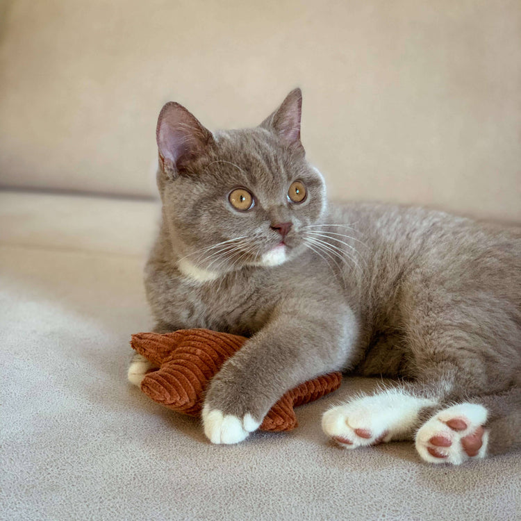 Kattenspeeltjes