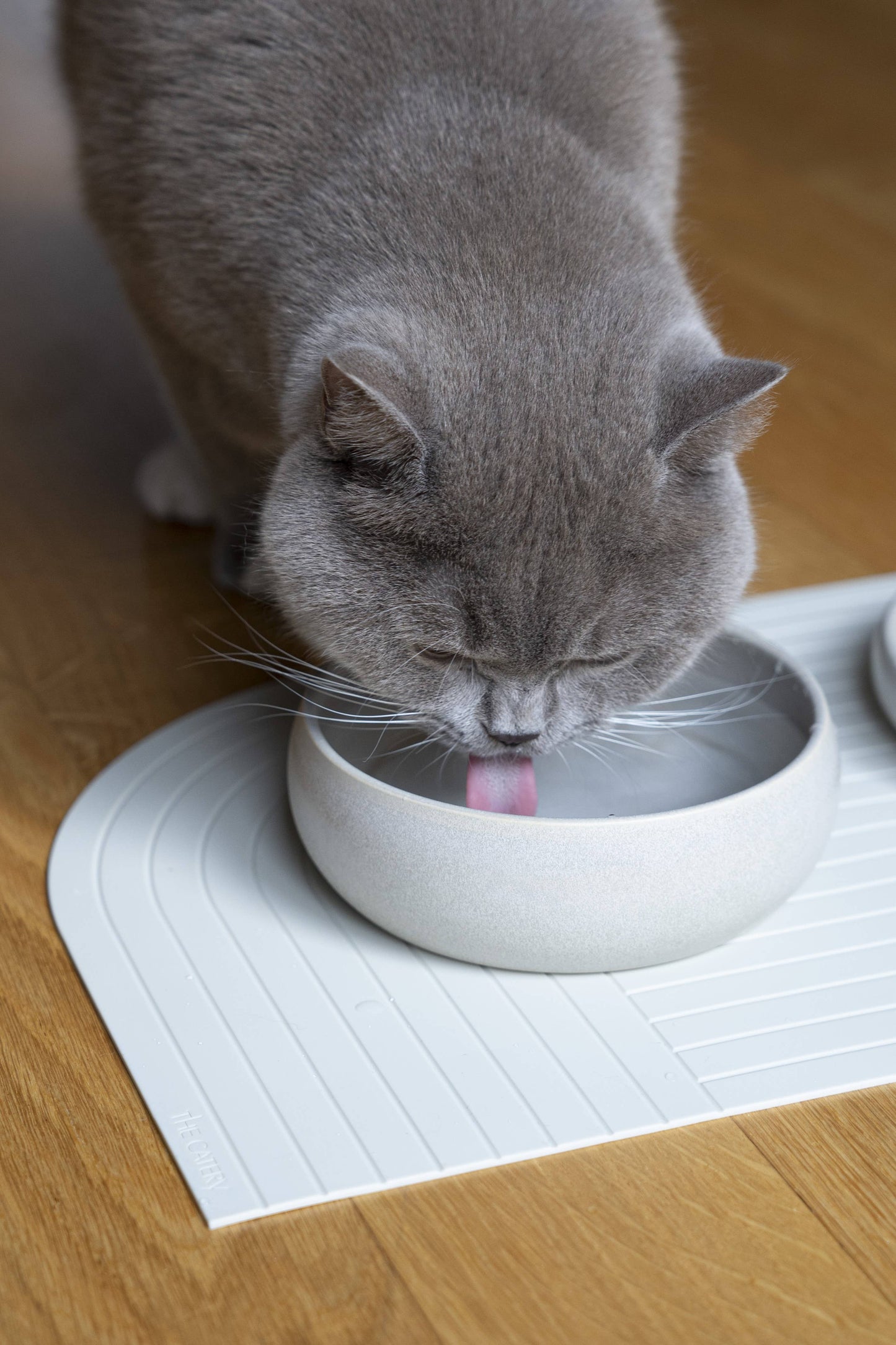 Gourmet water bowl cream: Beige