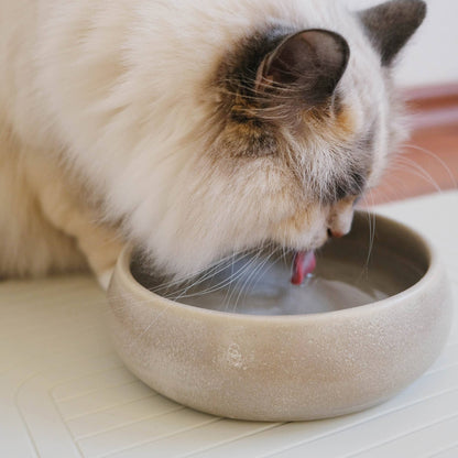 Gourmet water bowl cream: Beige