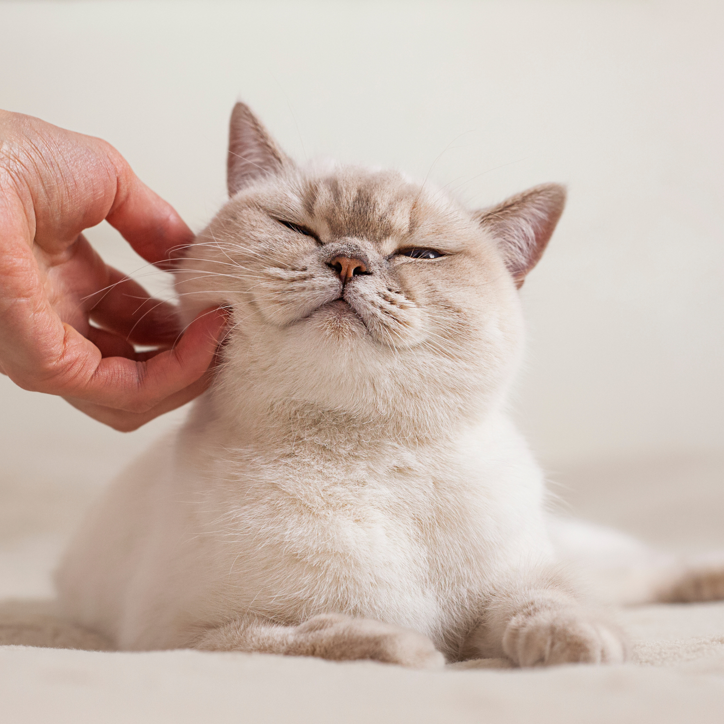 Dermagroom Cat Coat Conditioner Leave-In